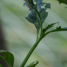 Elizabeth-Stead-Huntsville-Botanical-Garden-Outing