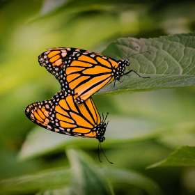 Martin-Cregg-Huntsville-Botanical-Gardens-Outing