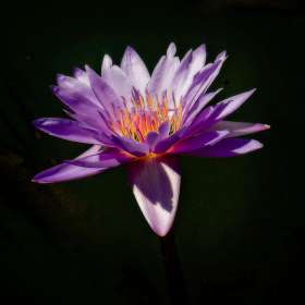 Rick-Borchert-Huntsville-Botanical-Gardens-Outing-2