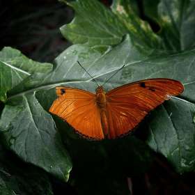 Rick-Borchert-Huntsville-Botanical-Gardens-Outing