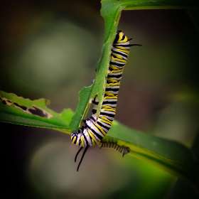 Russ-Tomanek-Huntsville-Botanical-Gardens-Outing-2