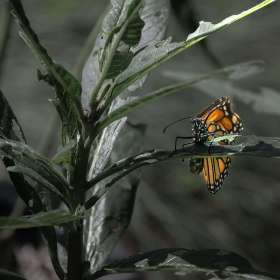 Russ-Tomanek-Huntsville-Botanical-Gardens-Outing-2