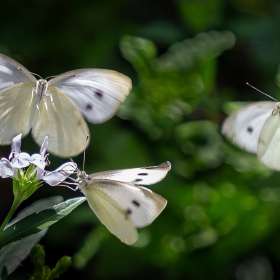 Russ-Tomanek-Huntsville-Botanical-Gardens-Outing