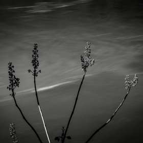 Bobby-Dawson-Rock-Island-State-Park-Outing