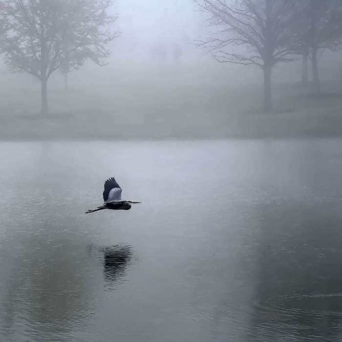 2023 Photo of the Year Finalist - Ray Wong