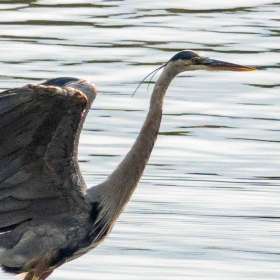 Lois-Frost-Graceful-Jt-2nd-Place-April