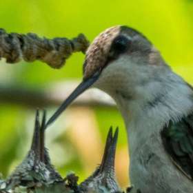 Lois-Frost-Open-Jt-1st-Place-April
