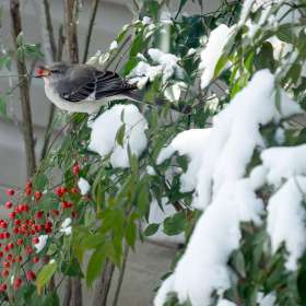 Ed-Batsel-Open-1st-Place-March