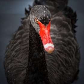 Martin Cregg - Open - 2nd Place - March