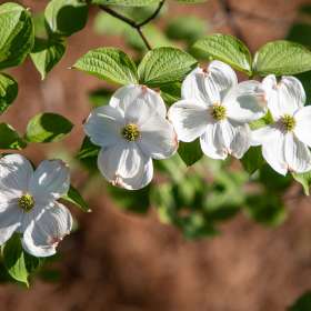 Mark-Reynolds-Open-Jt-2nd-Place-May