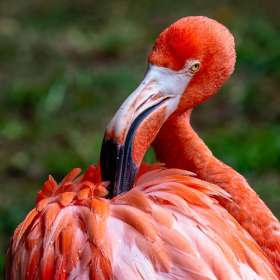 Lyra-Hankins-Feathers-2nd-Place-September