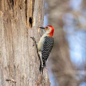 Mark-Reynolds-Feathers-1st-Place-September