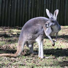 Darek-Baker-Nashville-Zoo-Outing-2