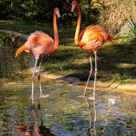 Denny-Mosesman-Nashville-Zoo-Outing