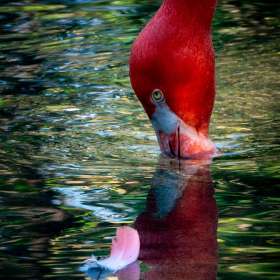 Diane-Burgett-Nashville-Zoo-Outing