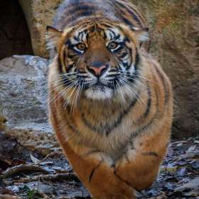 Elizabeth-Stead-Nashville-Zoo-Outing-1