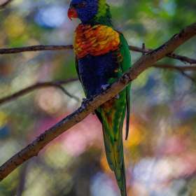 Elizabeth-Stead-Nashville-Zoo-Outing-2