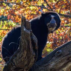 Elizabeth-Stead-Nashville-Zoo-Outing