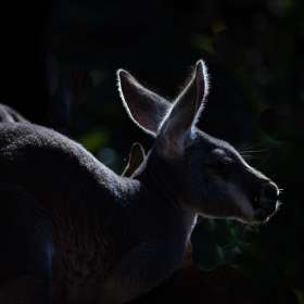 John-Mott-Nashville-Zoo-Outing-5