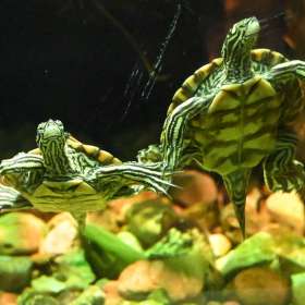 Karen-Baker-Nashville-Zoo-Outing