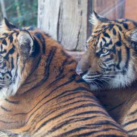 Mark-Reynolds-Nashville-Zoo-Outing