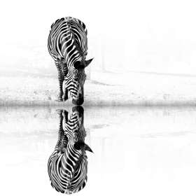 Martin-Cregg-Nashville-Zoo-Zebra-and-His-Reflection
