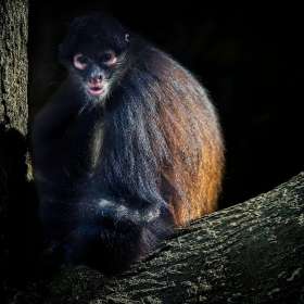 Rick-Borchert-Nashville-Zoo-Outing-4