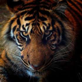 Rick-Borchert-Nashville-Zoo-Outing-5
