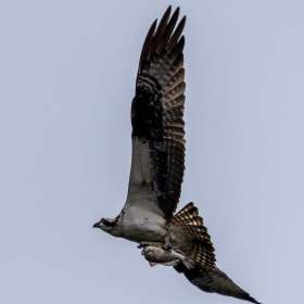 Elizabeth-Stead-Alabama-Outing-1 June 2024