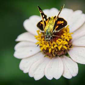 john-Thomas-Open-2nd-Place-August 2024 POM