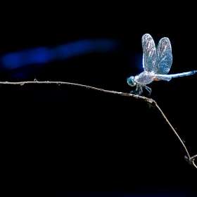 Anthony-Cappadona-Open-2nd-Place-July 2024 POM