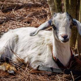 Elizabeth-Stead-Andy-Griffith-Lucy-Festival-Outing-1 April 2025