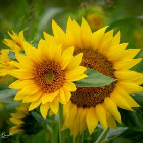 Diane Burgett-Lucky-Ladd-Farm-Outing c