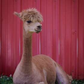 Alpaca