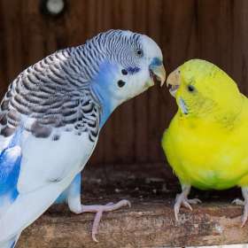 Mark-Reynolds-Lucky-Ladd-Farm-Outing