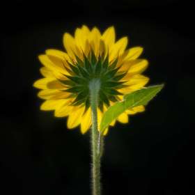 Diane-Burgett-Cheekwood-Outing-1 Cheekwood 2025