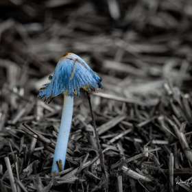 Diane-Burgett-Cheekwood-Outing 2025