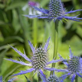 Lyra-Hankins-Cheekwood-Outing-2 JUNE 2025
