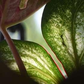 Ray-Wong-Cheekwood-Outing-2 June 2025