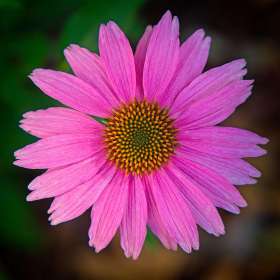 Rick-Borchert-Cheekwood-Outing June 2025