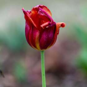 Dave-Hachey-Easter-2nd-Place-Apri 2025