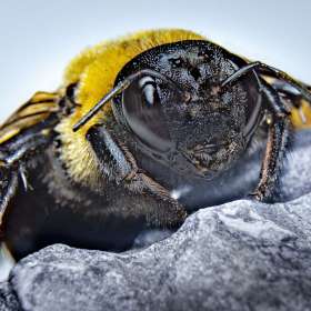 Martin Cregg - Insects - 1st Place - July 2025