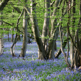 Essex Club - 47 Bluebell Wood