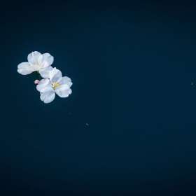 Duane-Miller-Centennial-Park-Outing