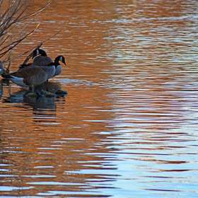 Phyllis-Tatum-Centennial-Park-outing
