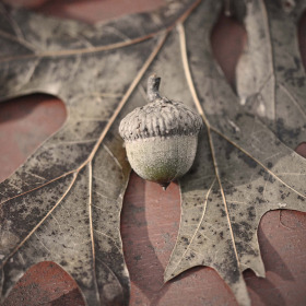 Phyllis-Tatum-1-FFAC