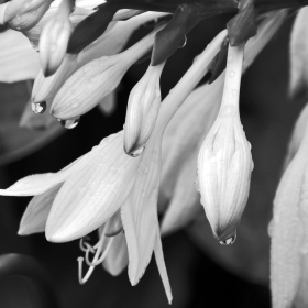 Phyllis-Tatum-2-FFAC