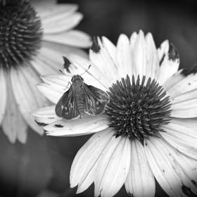 Phyllis-Tatum-3-FFAC