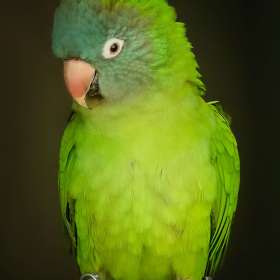 Diane-Burgett-Avian-Sanctuary