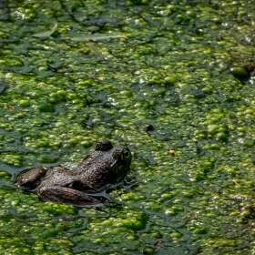 Diane-Burgett-DSC05283-1